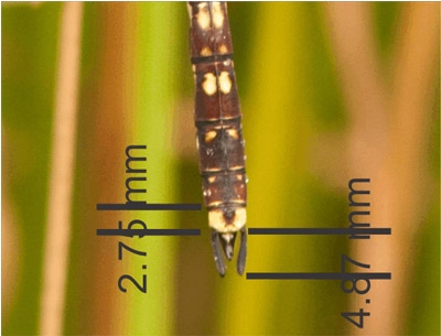 Adversaeschna brevistyla